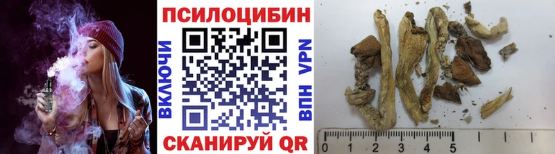 Псилоцибиновые грибы Cubensis  Белокуриха 